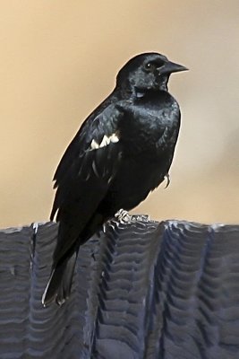 Tricolored Blackbird