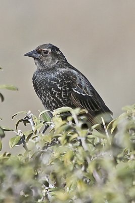 Tricolored Blackbird