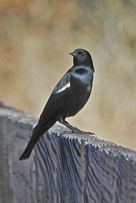 Tricolored Blackbird