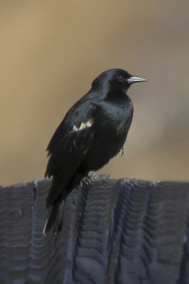 Tricolored Blackbird