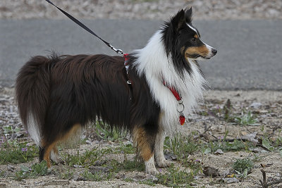 Miniature Collie