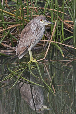 Black-crowned Night Heron