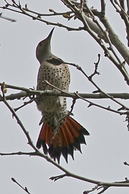 Northern Flicker