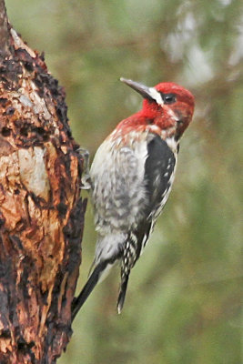 Red-breasted Sapsucker