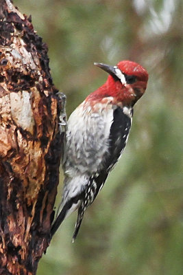 Red-breasted Sapsucker
