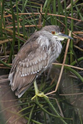 Black-crowned Night Heron