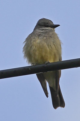Cassin's Kingbird