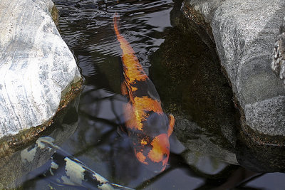 Koi