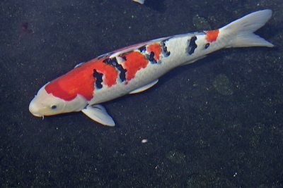 Koi