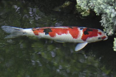 Koi