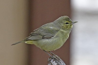 Orange-crowned Warbler