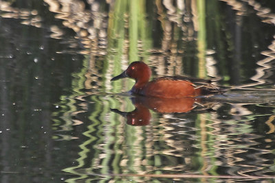 Cinnamon Teal