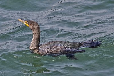 Double-crested Cormorant