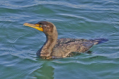 Double-crested Cormorant