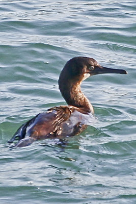 Brandt's Cormorant