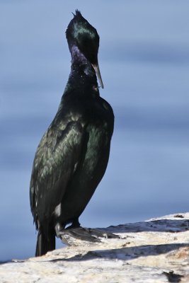 Pelagic Cormorant