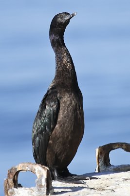 Pelagic Cormorant