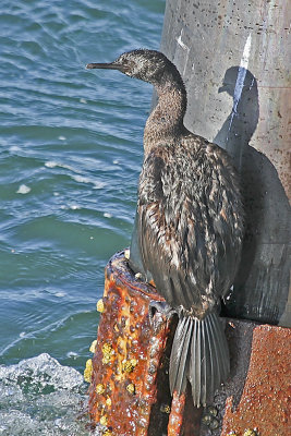 Pelagic Cormorant