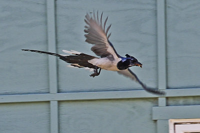Black-billed Magpie-Jay 