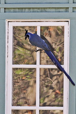 Black-billed Magpie-Jay 