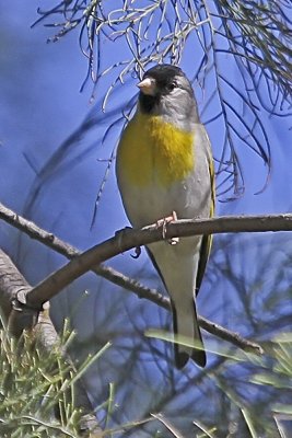 Lawrence's Goldfinch