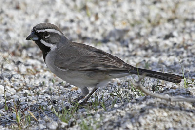 Black-throated Sparrow
