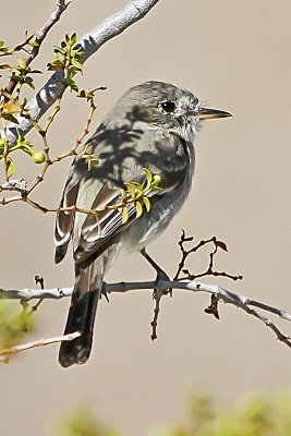 least Flycatcher