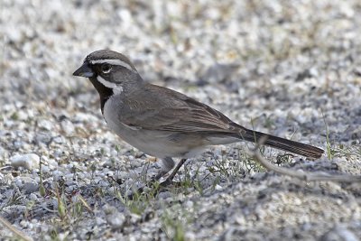 Black-throated Sparrow