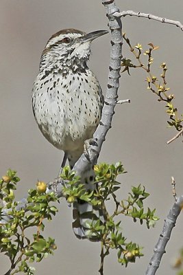 Cactus Wren