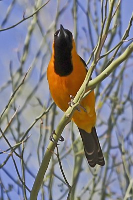 Hooded Oriole