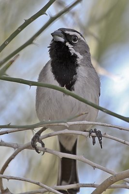 Black-throated Sparrow