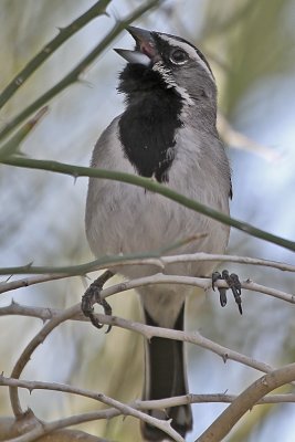 Black-throated Sparrow