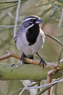 Black-throated Sparrow
