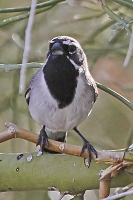 Black-throated Sparrow
