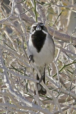 Black-throated Sparrow