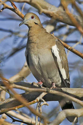 White-winged Dove