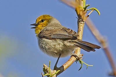 Verdin