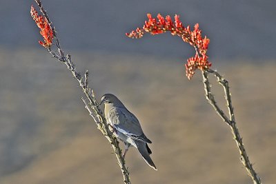 White-winged Dove