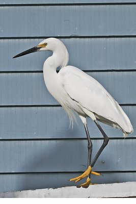 Snowy Egret