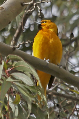 Bullock's Oriole