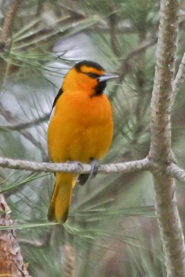 Bullock's Oriole