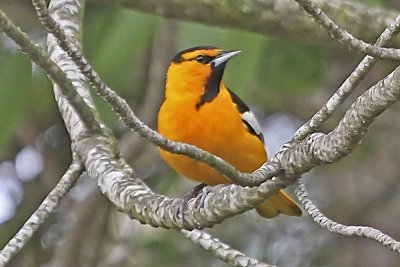 Bullock's Oriole