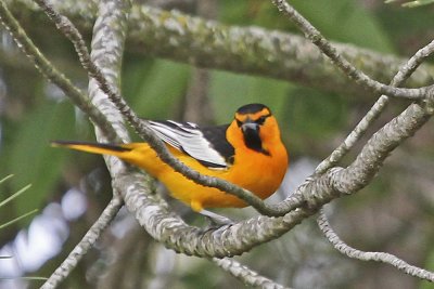 Bullock's Oriole