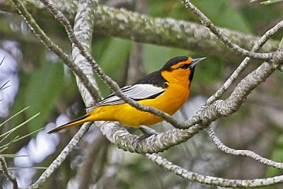Bullock's Oriole