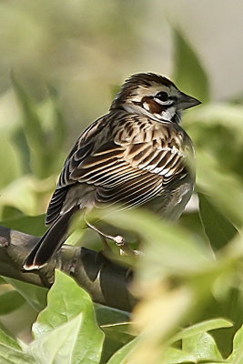 Lark Sparrow