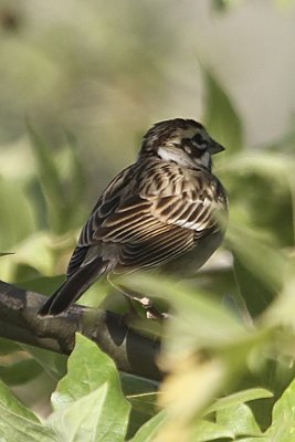 Lark Sparrow