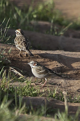 Lark Sparrow