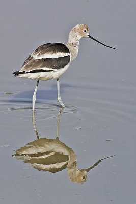 American Avocet