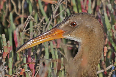 Ridgway's Rail