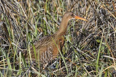Ridgway's Rail